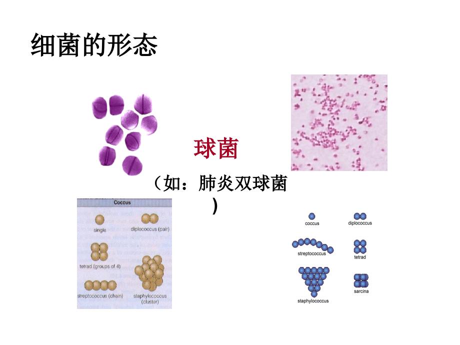 细菌的控制和利用_第3页