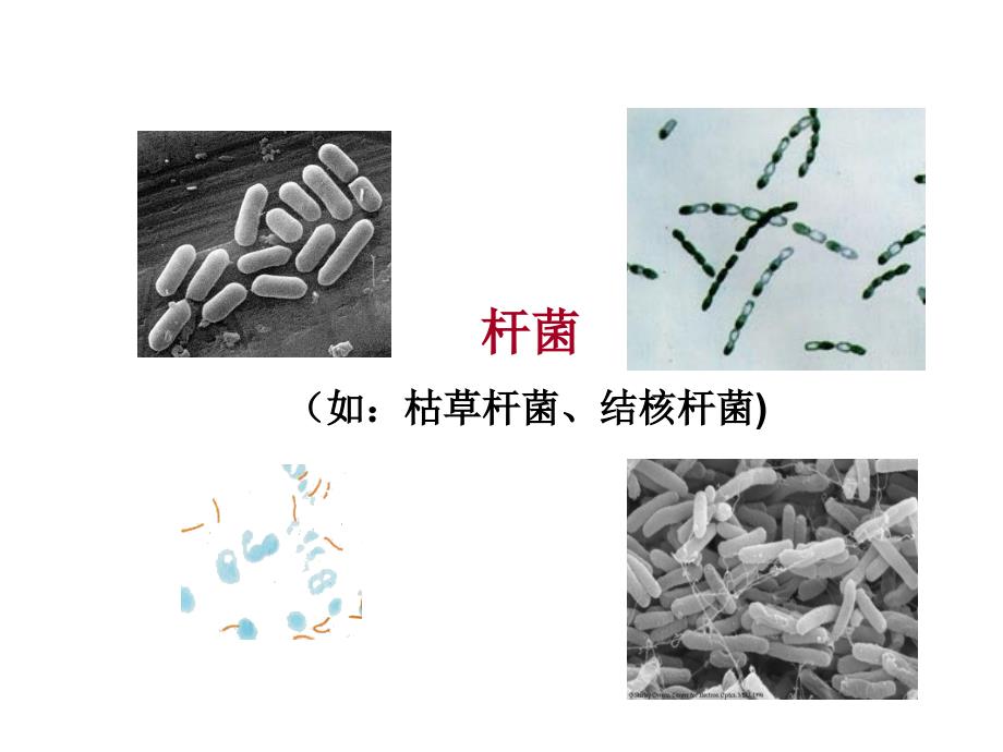 细菌的控制和利用_第4页