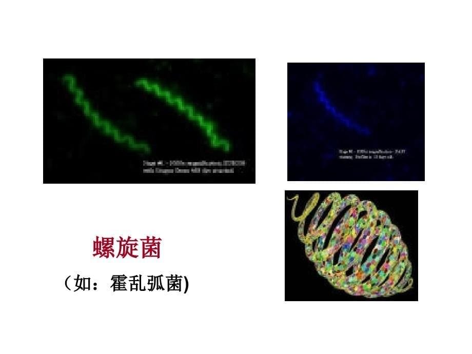 细菌的控制和利用_第5页