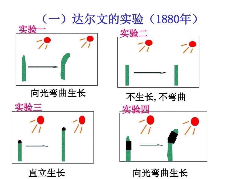 复件生长素的发现23MicrosoftOfficePowerPoint972003幻灯片_第5页