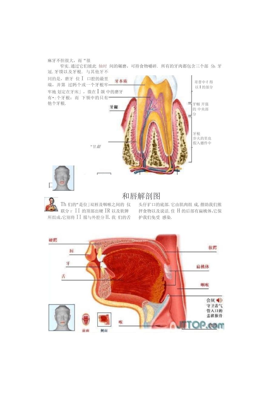 人体解剖学图谱_第1页