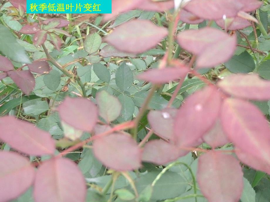 《植物非侵染性病害》ppt.ppt_第4页