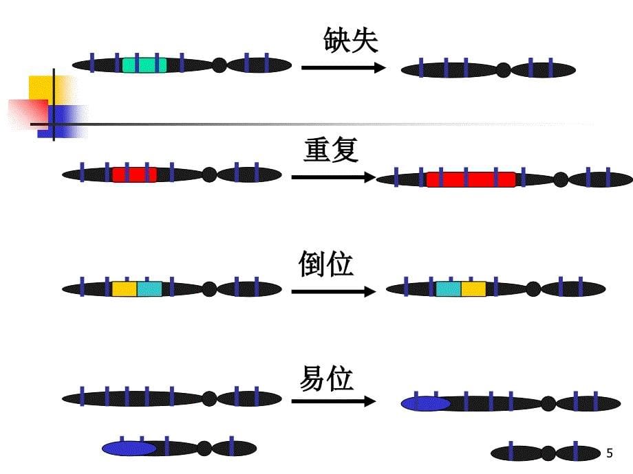 染色体变异(文)_第5页