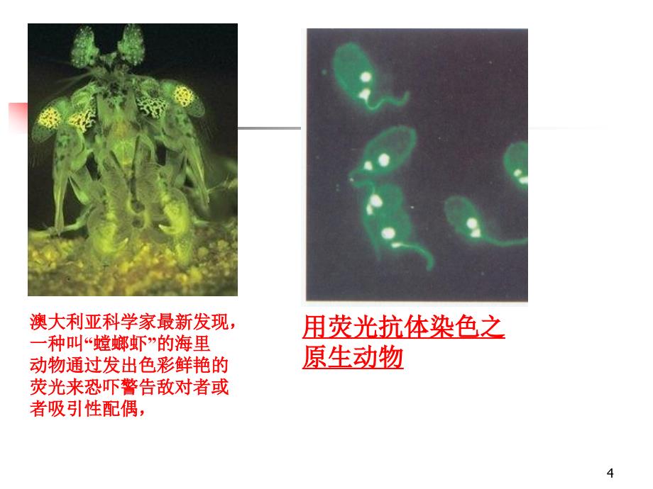 荧光光谱分析法-课件_第4页