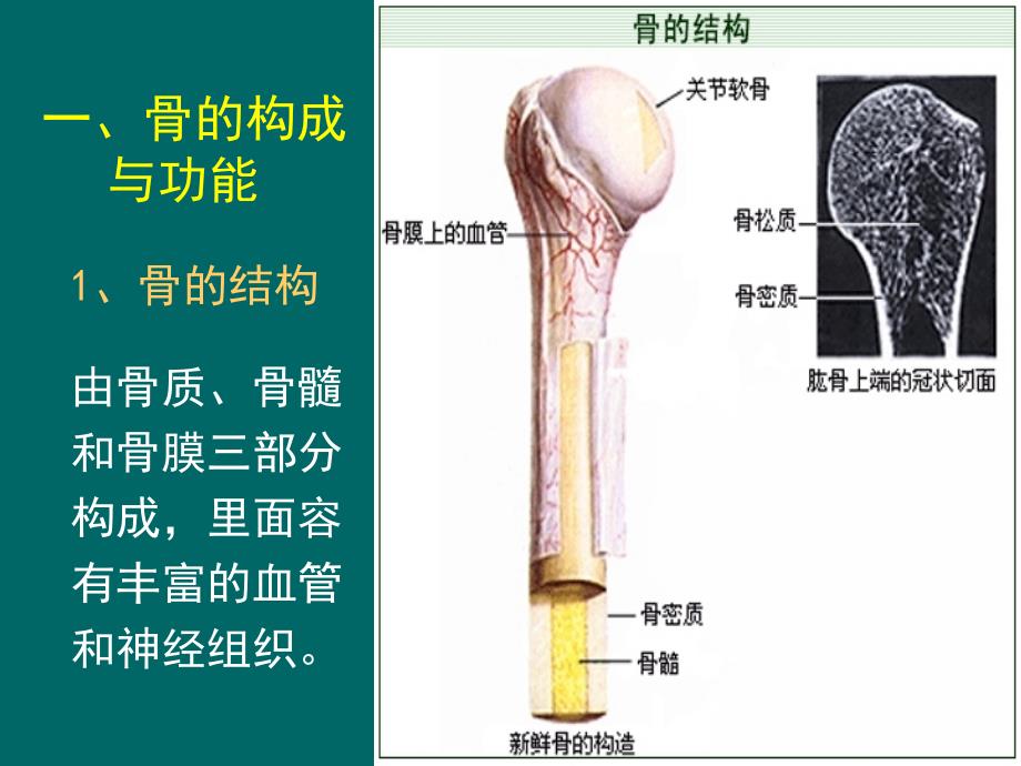 骨骼系统健康知识J.ppt_第3页