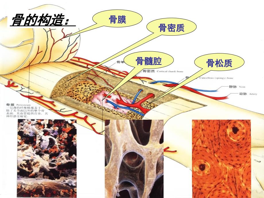 骨骼系统健康知识J.ppt_第4页