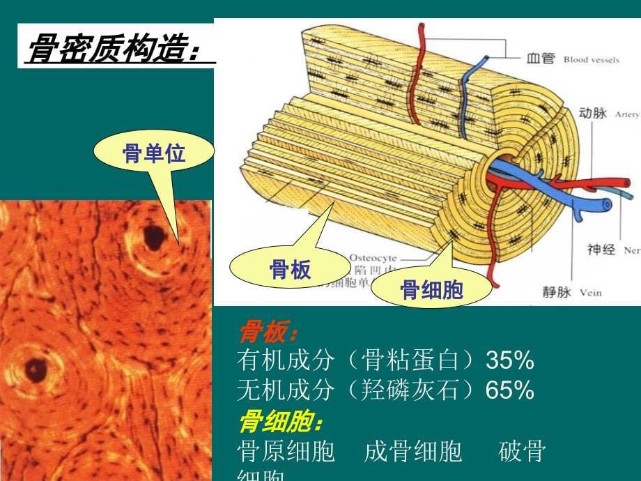 骨骼系统健康知识J.ppt_第5页