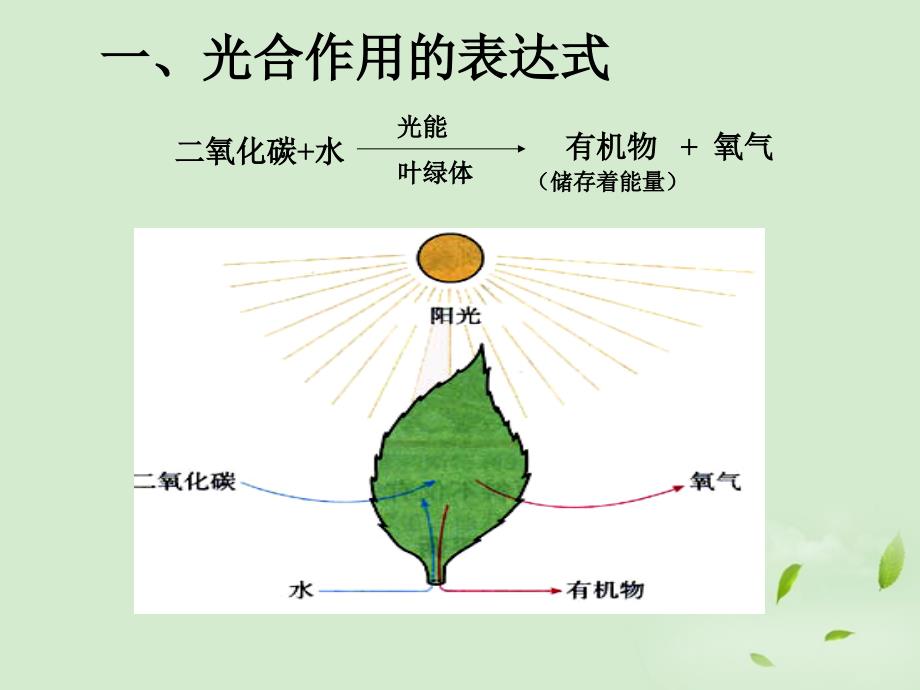 生物叶的光合作用.ppt_第4页