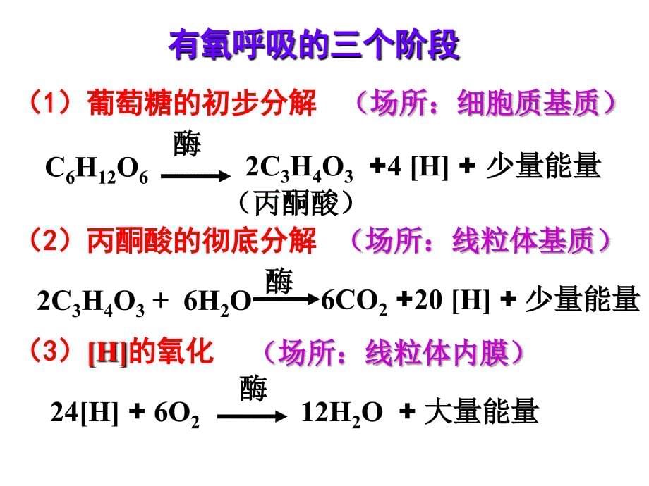 ATP的主要来源——细胞呼吸课时2_第5页