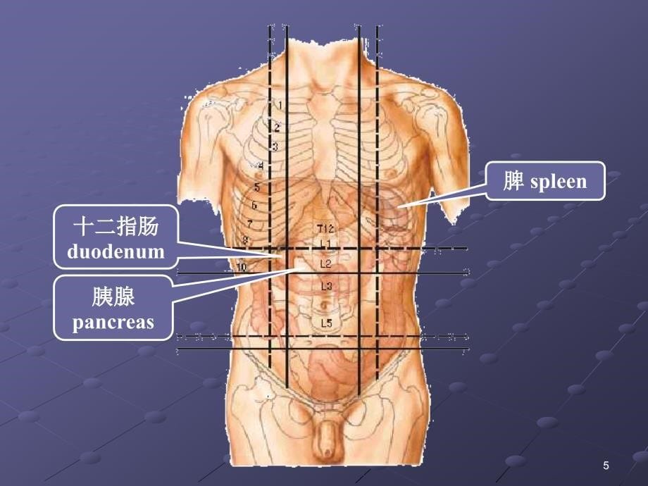 胰腺疾病超声诊断_第5页