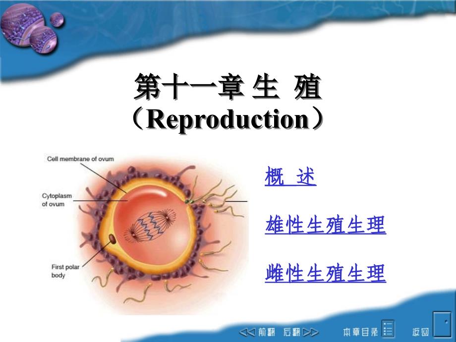 动物生理学课件：12 第十一章 生殖_第1页