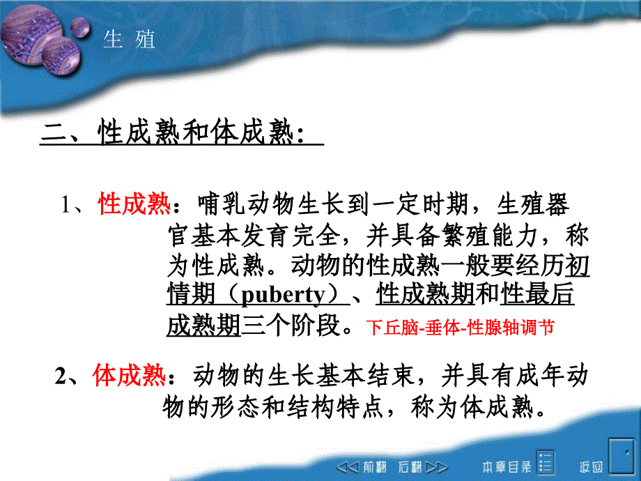 动物生理学课件：12 第十一章 生殖_第3页