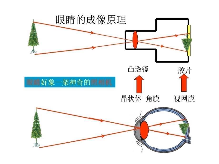 54眼睛和眼镜_第5页