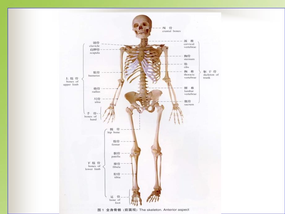 人体解剖生理学王雁版课件_第4页