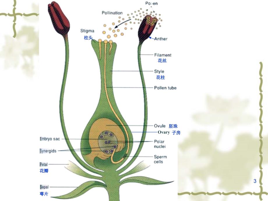 生殖细胞工程PPT课件_第3页
