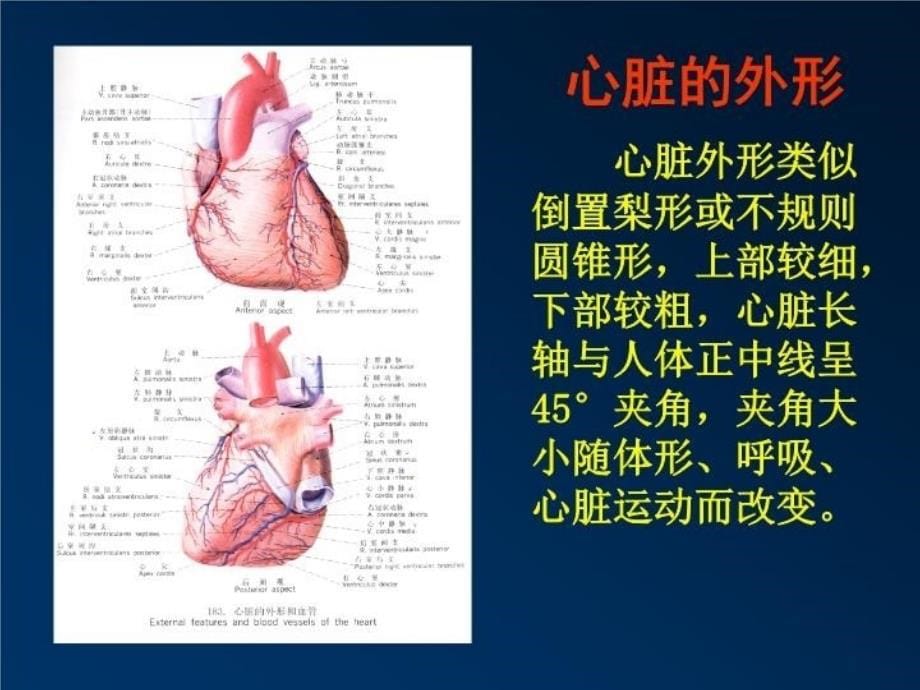 最新心脏超声诊断1PPT课件_第5页