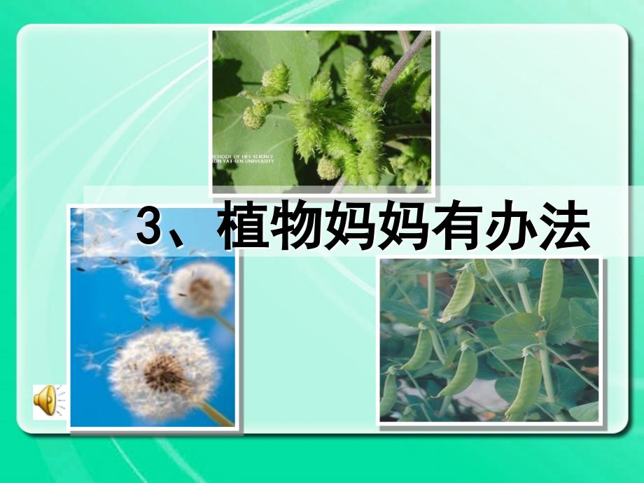 植物妈妈有办法_第1页