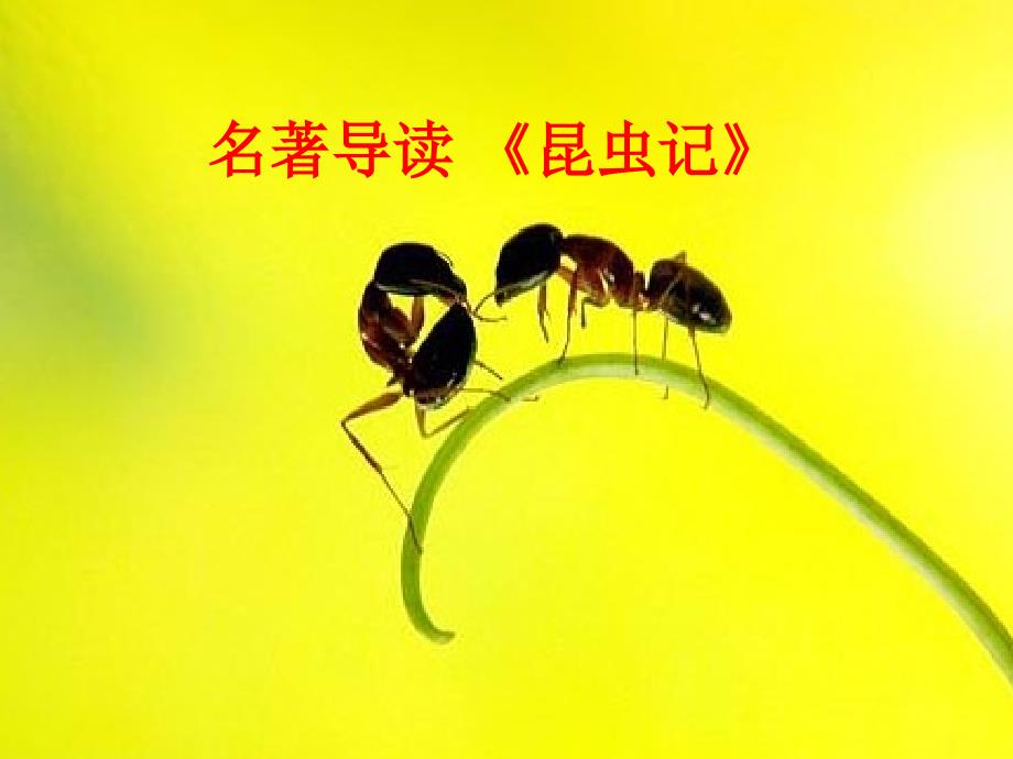 名著导读昆虫记3_第1页