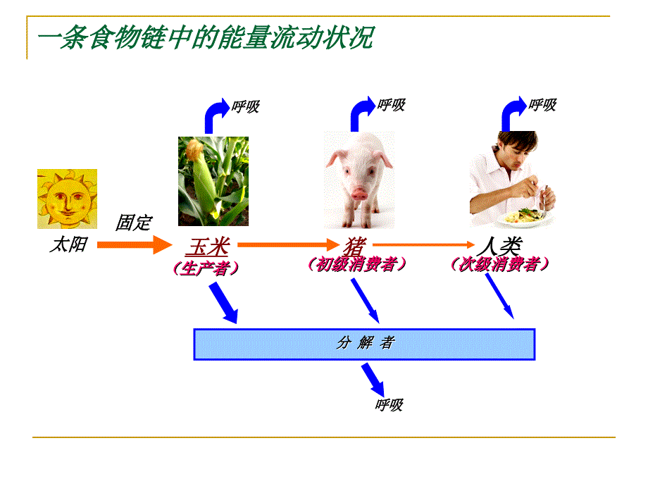 六章节生态系统_第4页