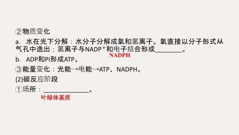高中生物第5章第3节第1课时叶绿体中的色素、光合作用的过程课件北师大版必修1_第5页
