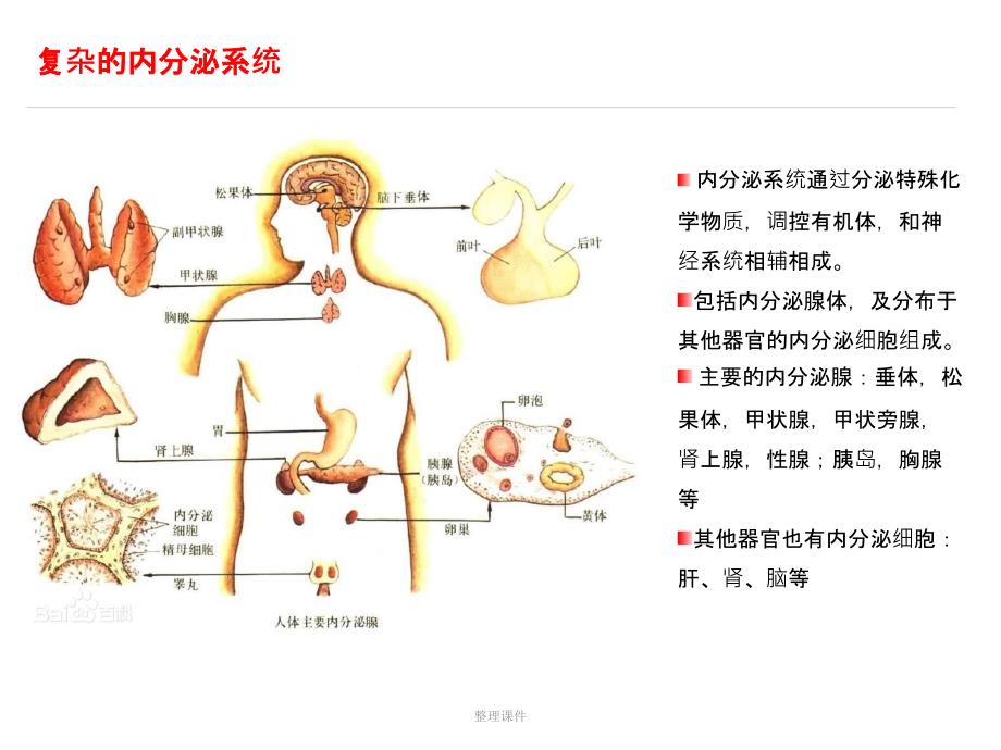 甲状腺的科普宣教_第4页