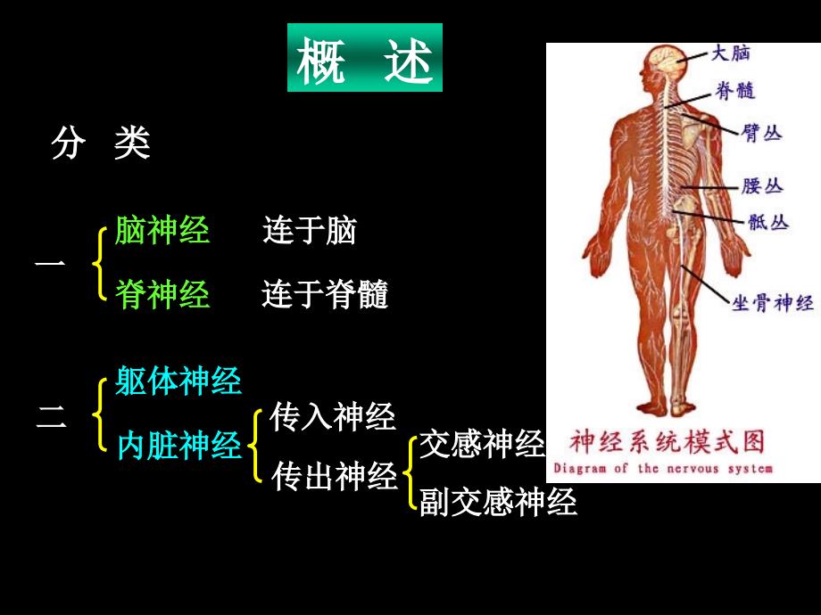 脊神经解剖图PowerPoint 演示文稿_第2页