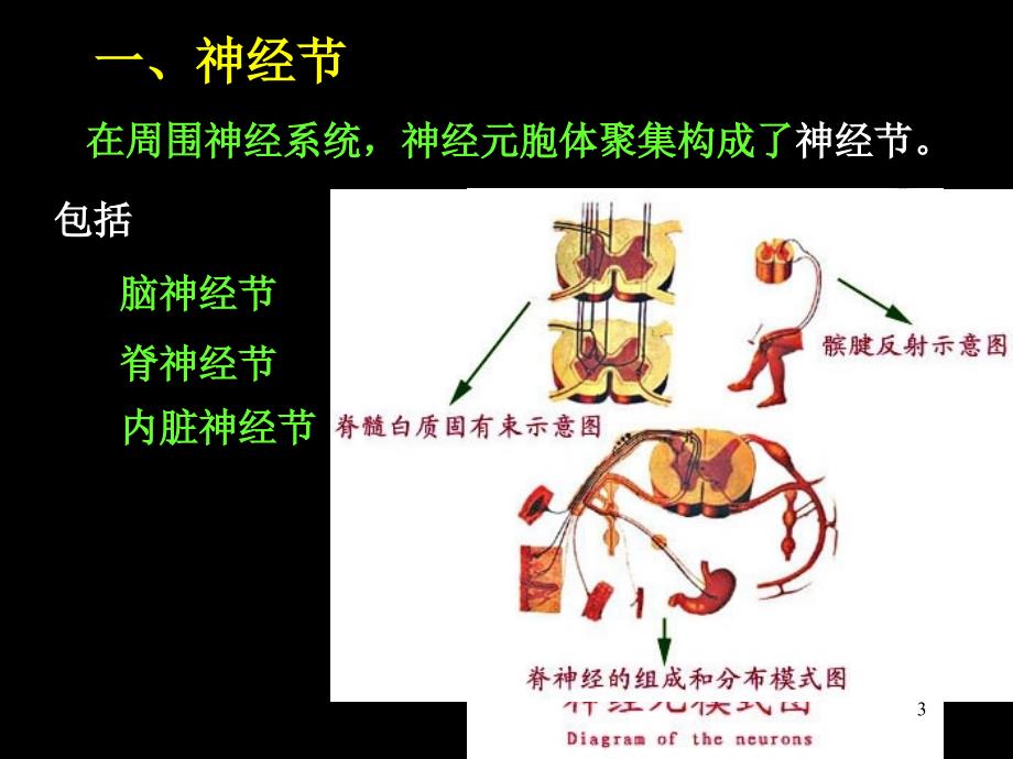 脊神经解剖图PowerPoint 演示文稿_第3页