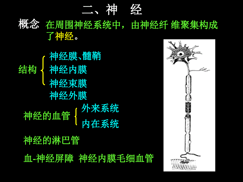 脊神经解剖图PowerPoint 演示文稿_第4页