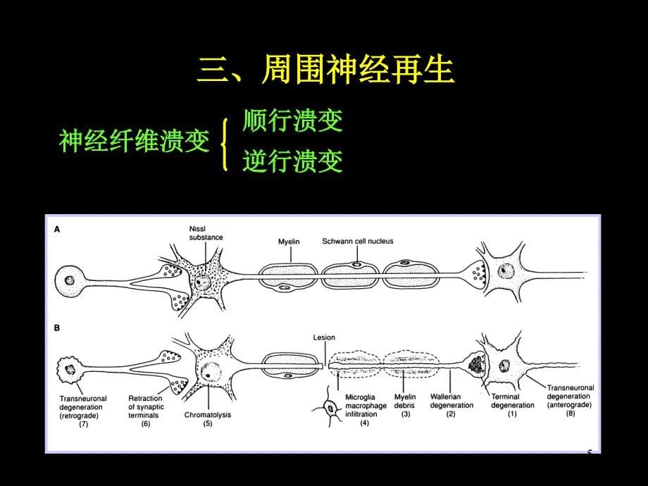 脊神经解剖图PowerPoint 演示文稿_第5页