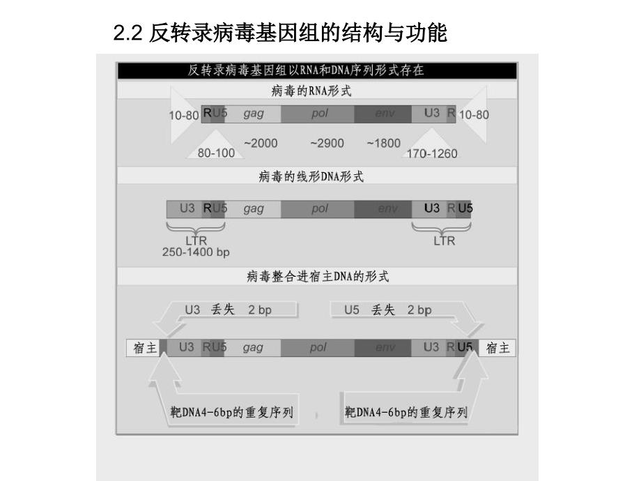 分子遗传学基因组及基因组学_第2页