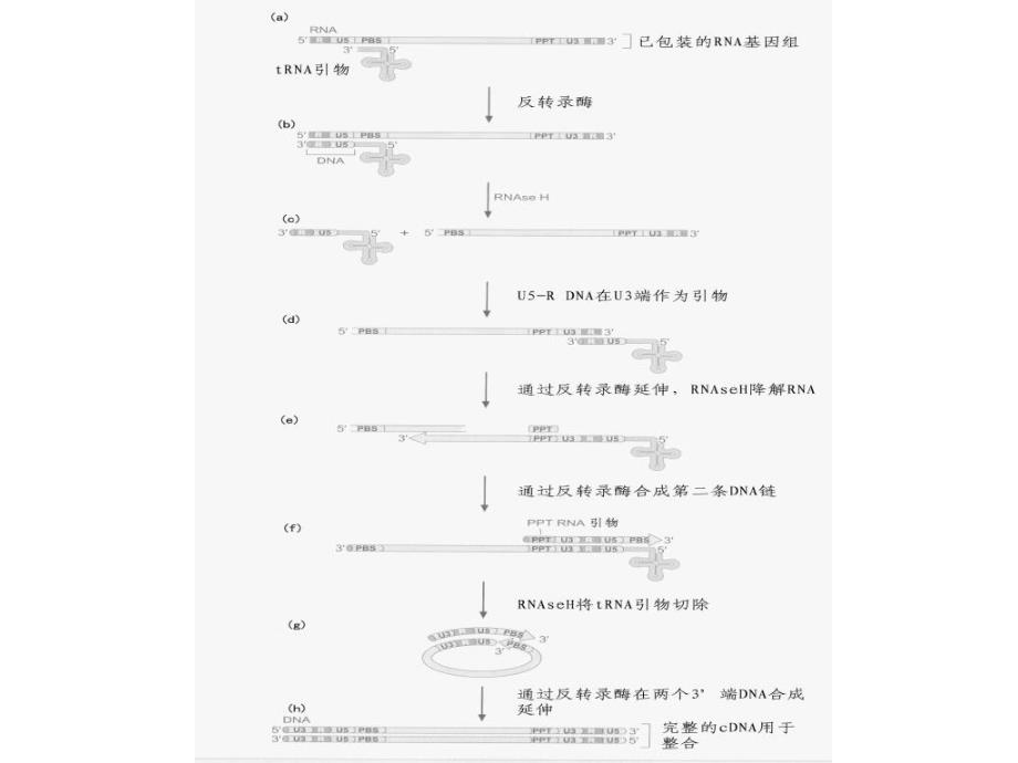 分子遗传学基因组及基因组学_第3页