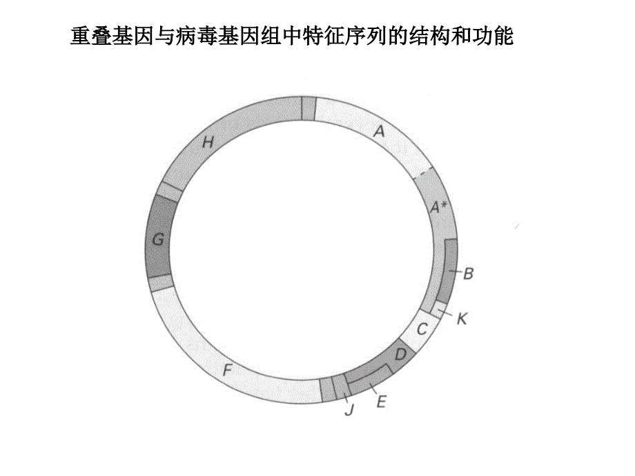 分子遗传学基因组及基因组学_第4页