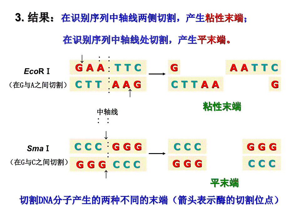 专题一基因工程ppt课件_第3页