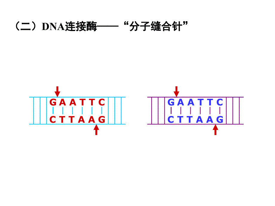 专题一基因工程ppt课件_第4页