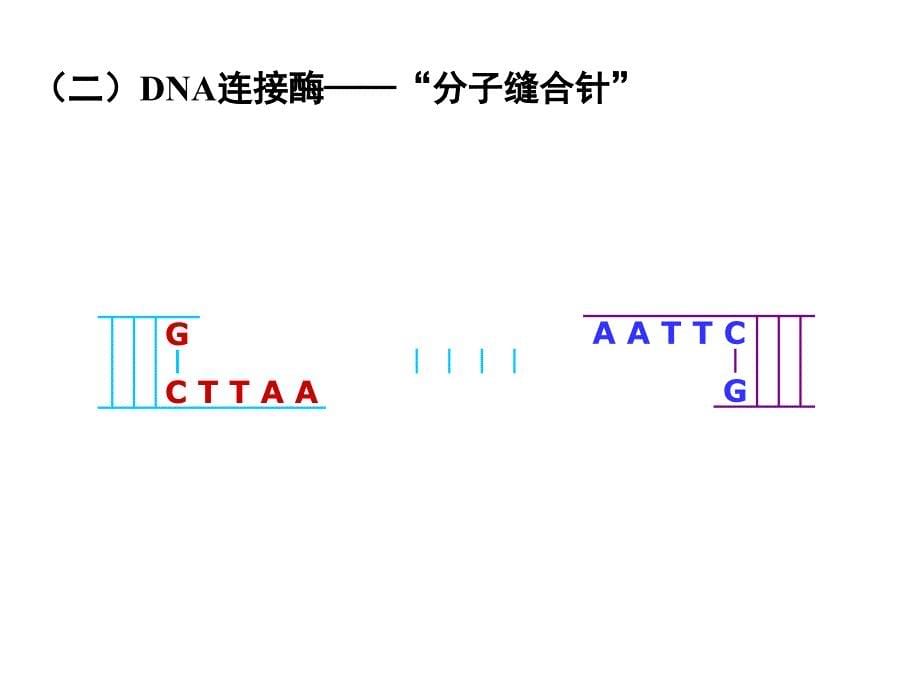 专题一基因工程ppt课件_第5页