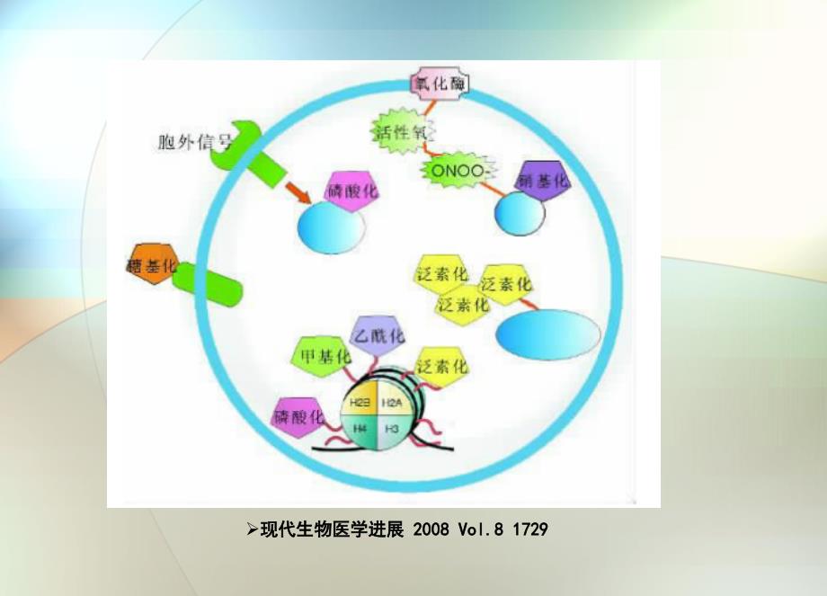 蛋白质翻译后修饰.ppt_第1页