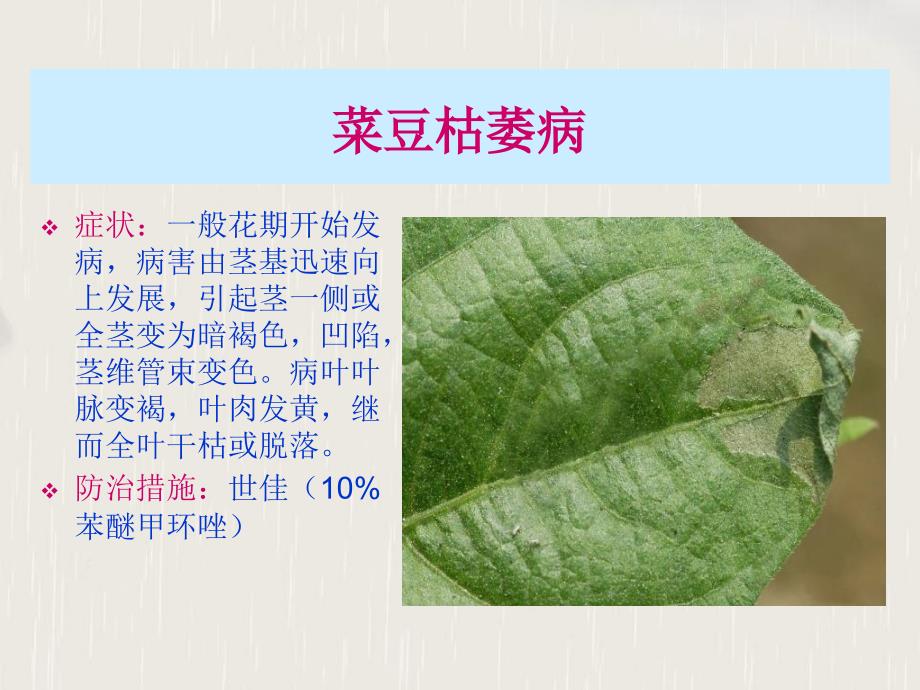 《豆类蔬菜病虫害》课件_第4页