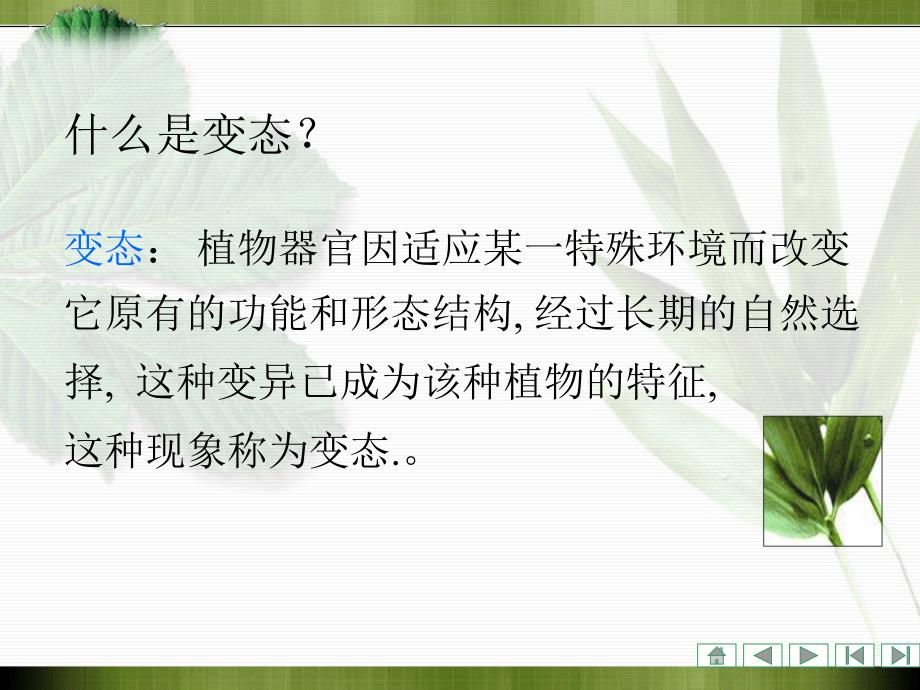 植物学课件：营养器官的变态_第3页