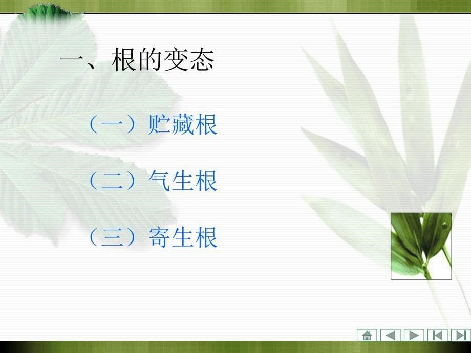 植物学课件：营养器官的变态_第5页