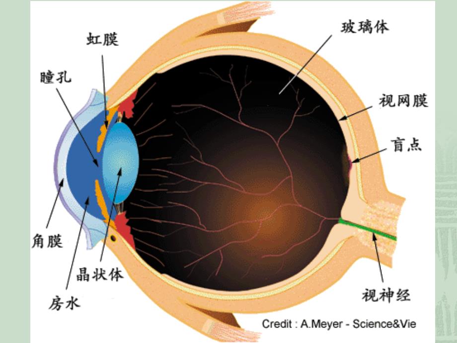 防病生活常识第四讲五官口腔科常见病PPT课件_第4页