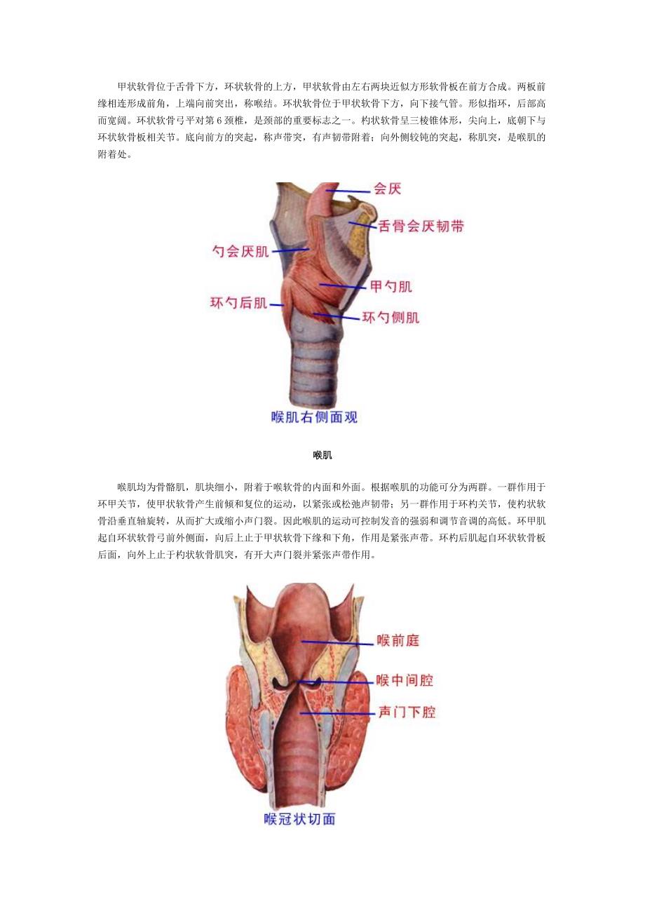 呼吸系统解剖图_第3页
