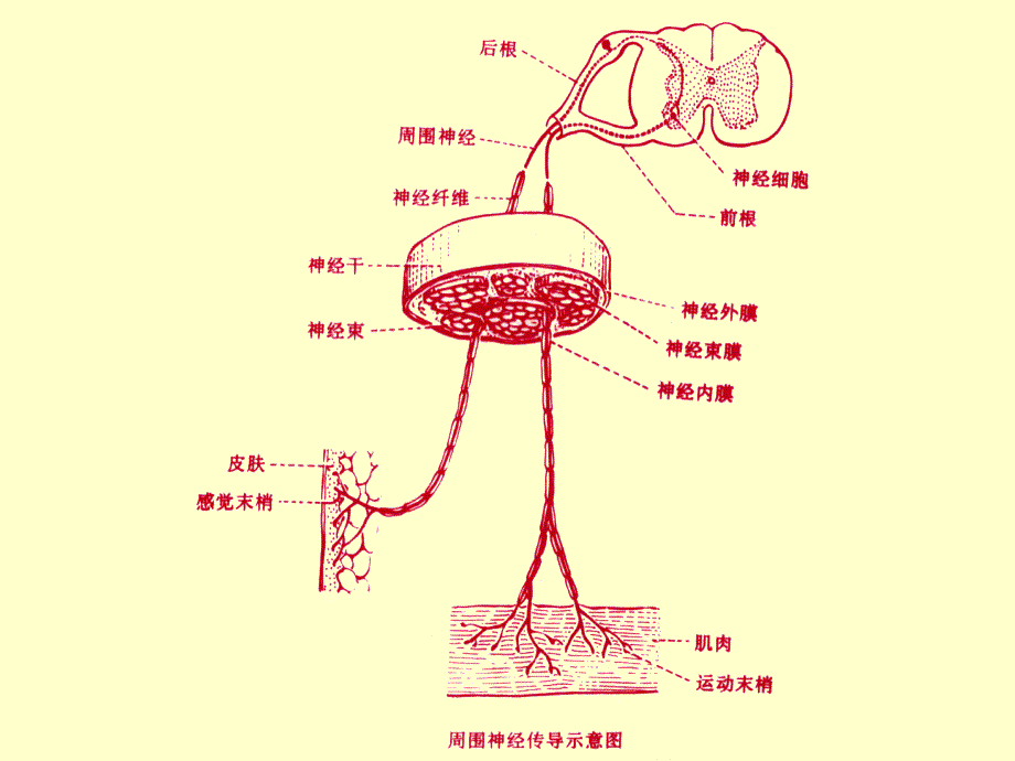 010周围神经损伤文档资料_第3页