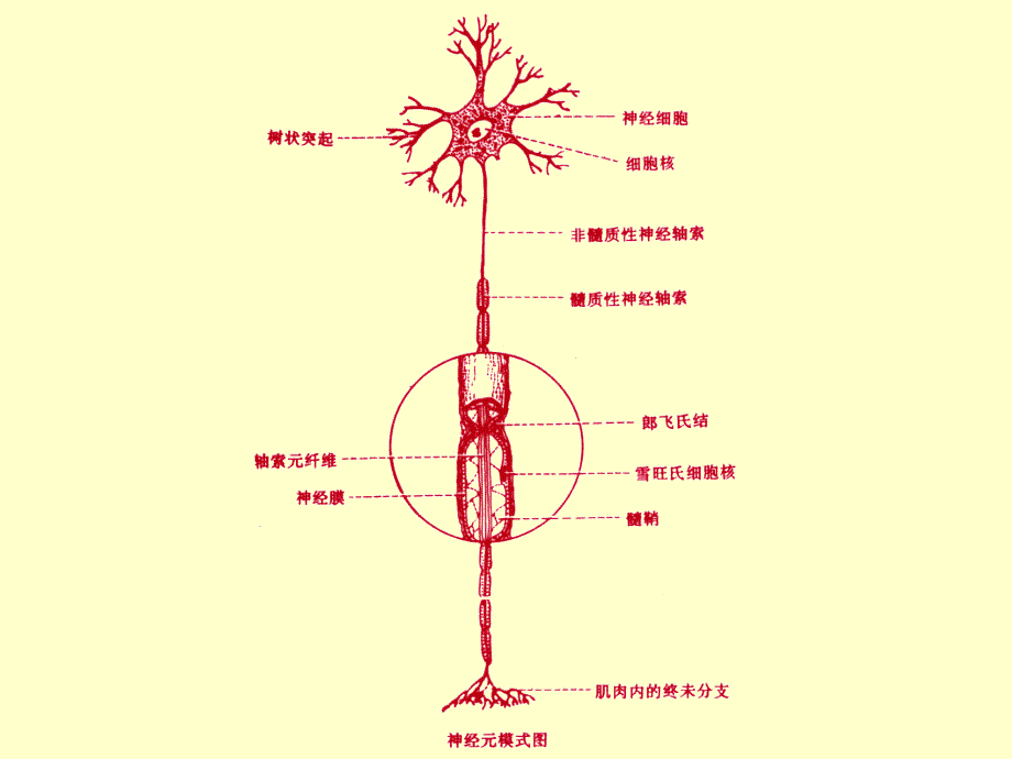 010周围神经损伤文档资料_第4页