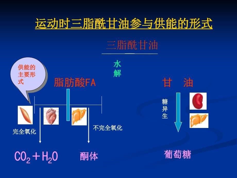 运动生物化学课件_第5页