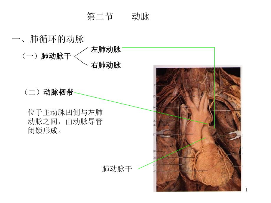 医学课件第二节动脉_第1页