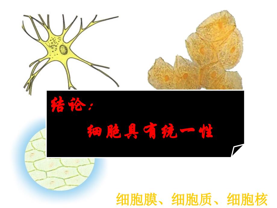 细胞的多样性和统一性课件_第4页