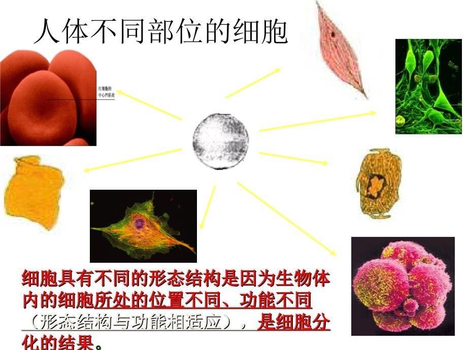 细胞的多样性和统一性课件_第5页