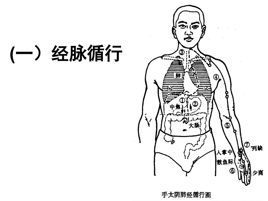 10.大肠经腧穴_第2页