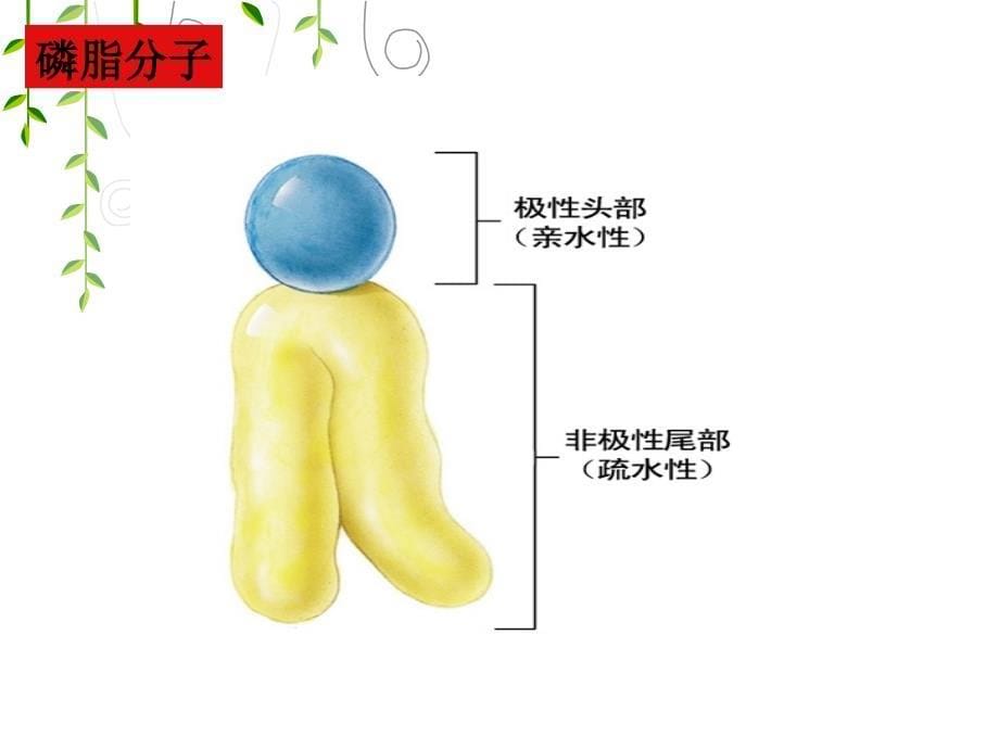 人教版教学课件人教版必修一第四章细胞的输入与输出第二节生物膜的液态镶嵌式模型课件_第5页