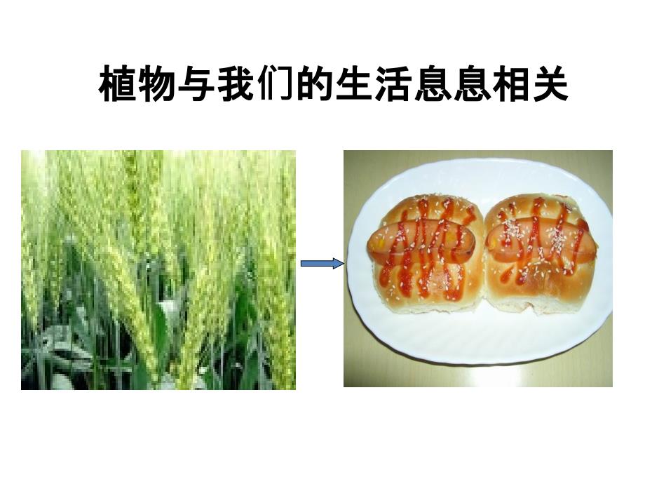 《生物多样性的意义》课件.ppt_第4页